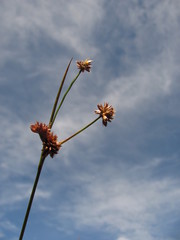 Juncus ecuadoriensis