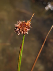 Juncus ecuadoriensis