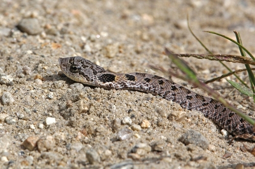 Eastern Hognose Snake photographed in Rhode Island