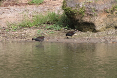 Gallinula galeata