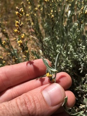 Artemisia rothrockii