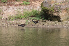 Gallinula galeata