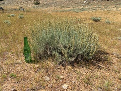 Artemisia rothrockii