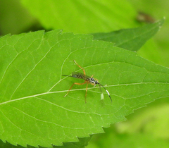 Polycyrtus neglectus