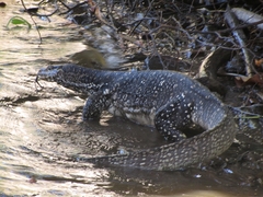 Varanus salvator salvator