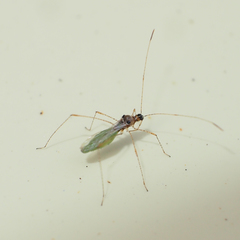 Gampsocoris pacificus