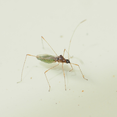 Gampsocoris pacificus