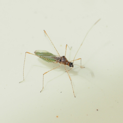 Gampsocoris pacificus