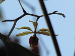 Cyrtochilum weirii