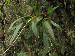Cyrtochilum weirii