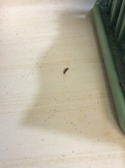 Ctenolepisma longicaudatum