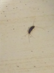 Ctenolepisma longicaudatum