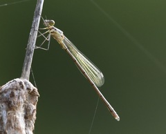 Lestes inaequalis