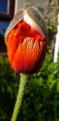 Papaver orientale