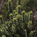 Pentacalia ledifolia - Photo (c) Mateo Hernandez Schmidt, algunos derechos reservados (CC BY-NC-SA), subido por Mateo Hernandez Schmidt