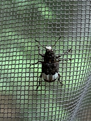 Eurymycter
