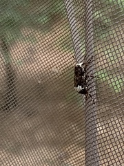 Eurymycter