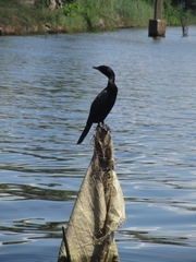 Microcarbo niger