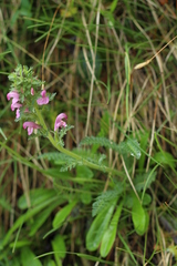 Pedicularis gyroflexa