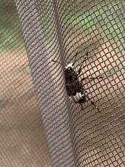 Eurymycter