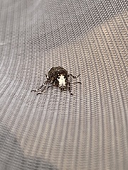 Eurymycter