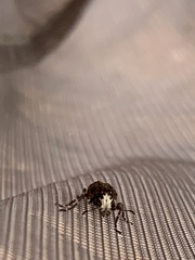 Eurymycter