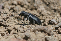 Cicindela plutonica