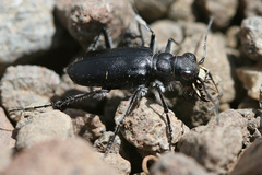 Cicindela plutonica