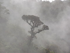 Persea ferruginea