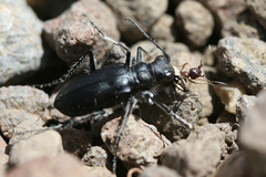 Cicindela plutonica