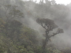 Persea ferruginea