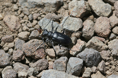 Cicindela plutonica