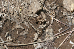Cicindela nebraskana