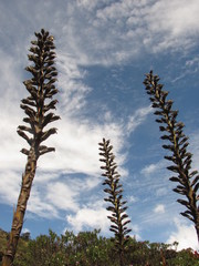Puya nitida