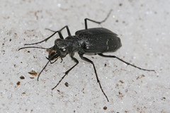 Cicindela nebraskana