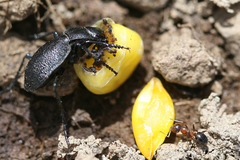 Calosoma luxatum