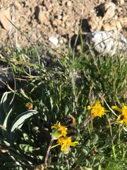 Packera werneriifolia