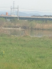 Ardea alba
