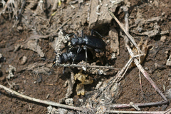 Cicindela nebraskana