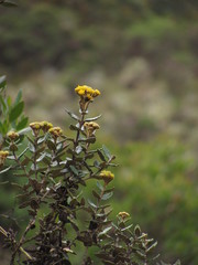 Scrobicaria ilicifolia