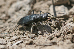 Cicindela nebraskana