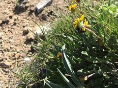 Packera werneriifolia