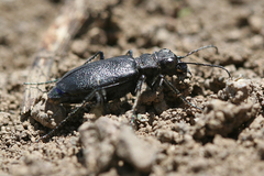 Cicindela nebraskana