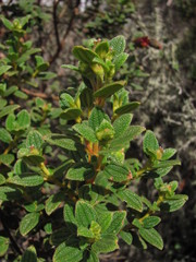 Chaetogastra andreana