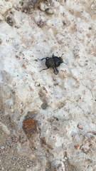 Lethrus apterus