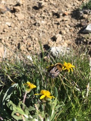 Packera werneriifolia