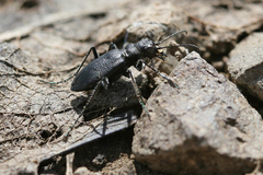 Cicindela nebraskana