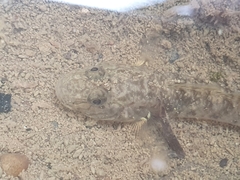 Rhinogobius