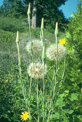Tragopogon dubius