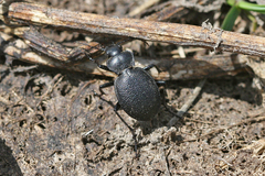 Calosoma luxatum